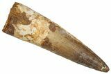 Fossil Spinosaurus Tooth - Real Dinosaur Tooth #356812-1